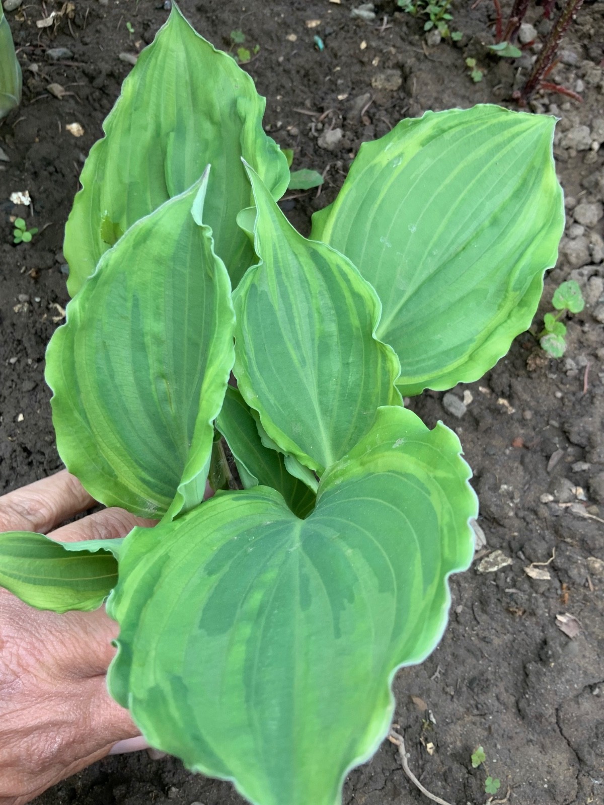 Hosta “Sharon Stone“ Plantain Lily Plant Shipping Spring 2026