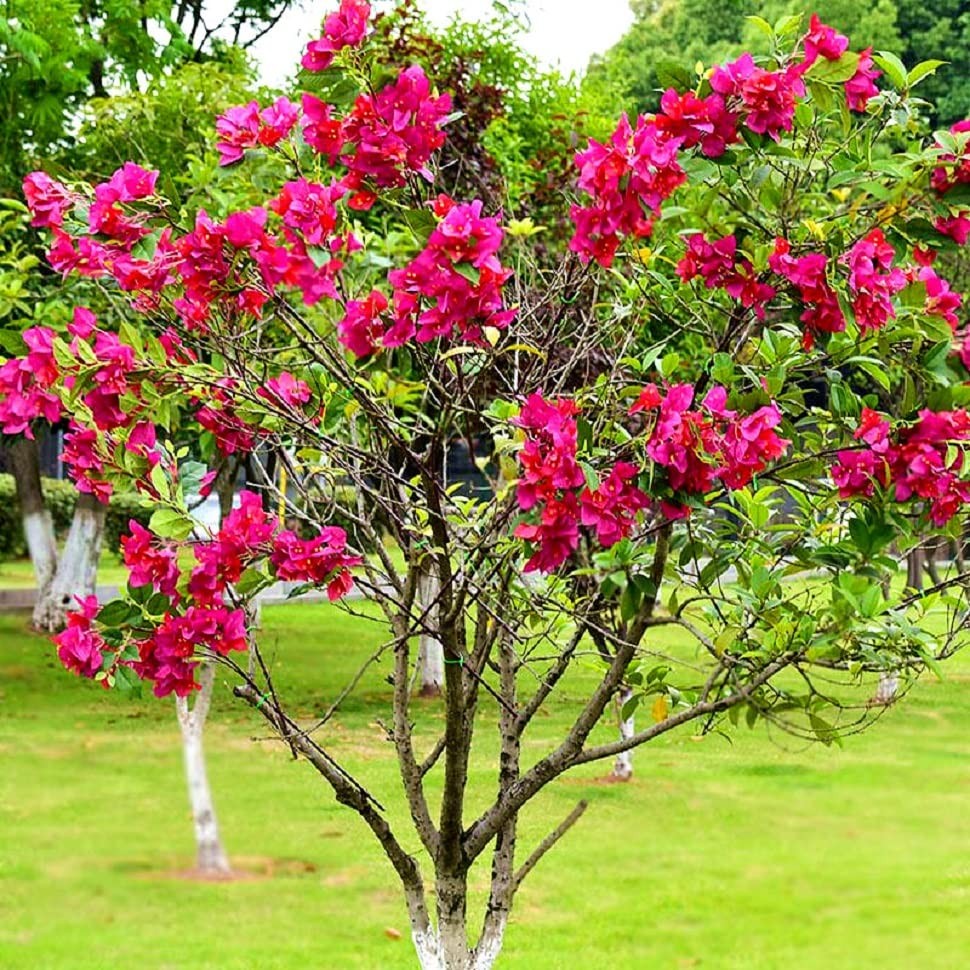 Pack of 8 Artificial Flowers Stems Silk Bougainvillea Branches for Wedding Ce…