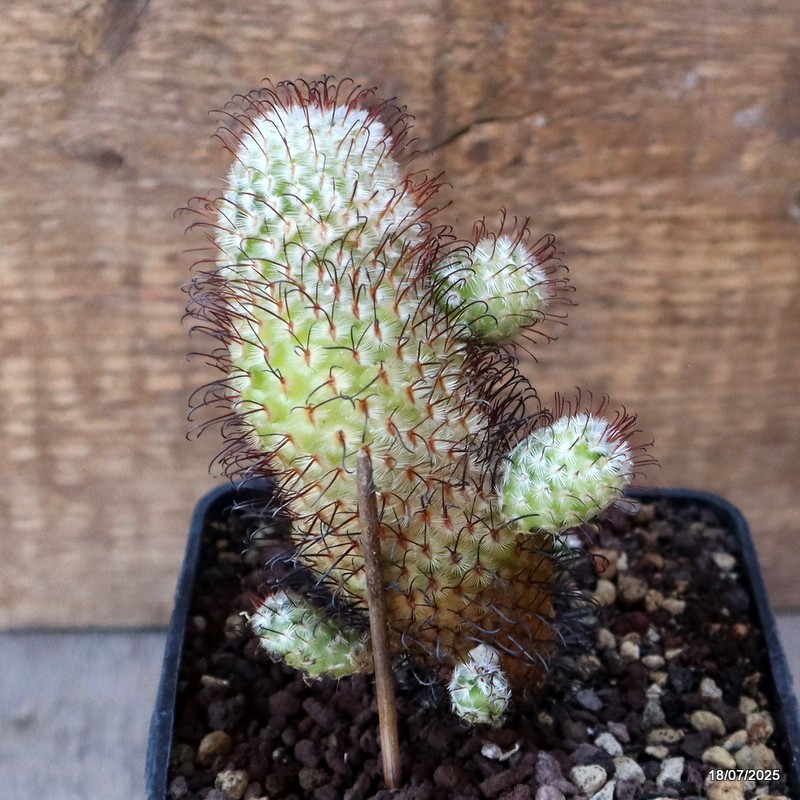D5400 MAMMILLARIA PEREZDELAROSAE pot10-H12-W7 cm MaMa Cactus