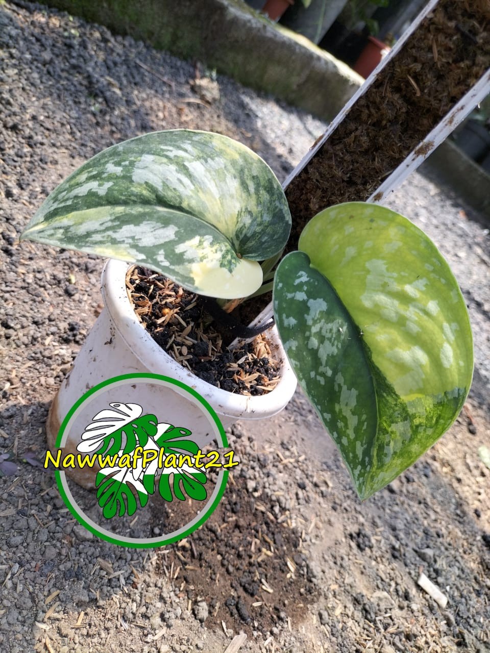Scindapsus Andalas Variegated Two Leaf Real Picture