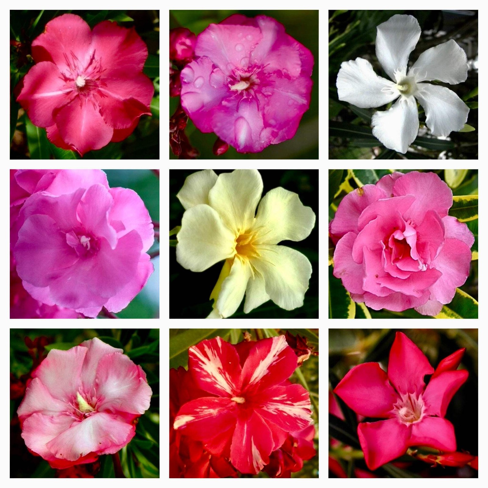 Nerium oleander MIX COLORS SEEDS – | Mixed Color Oleander