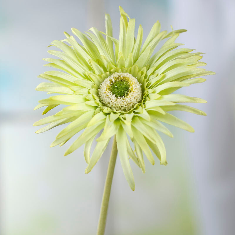 Set of 4 Artificial Key Lime Green Spider Daisy 25″ Floral Stems