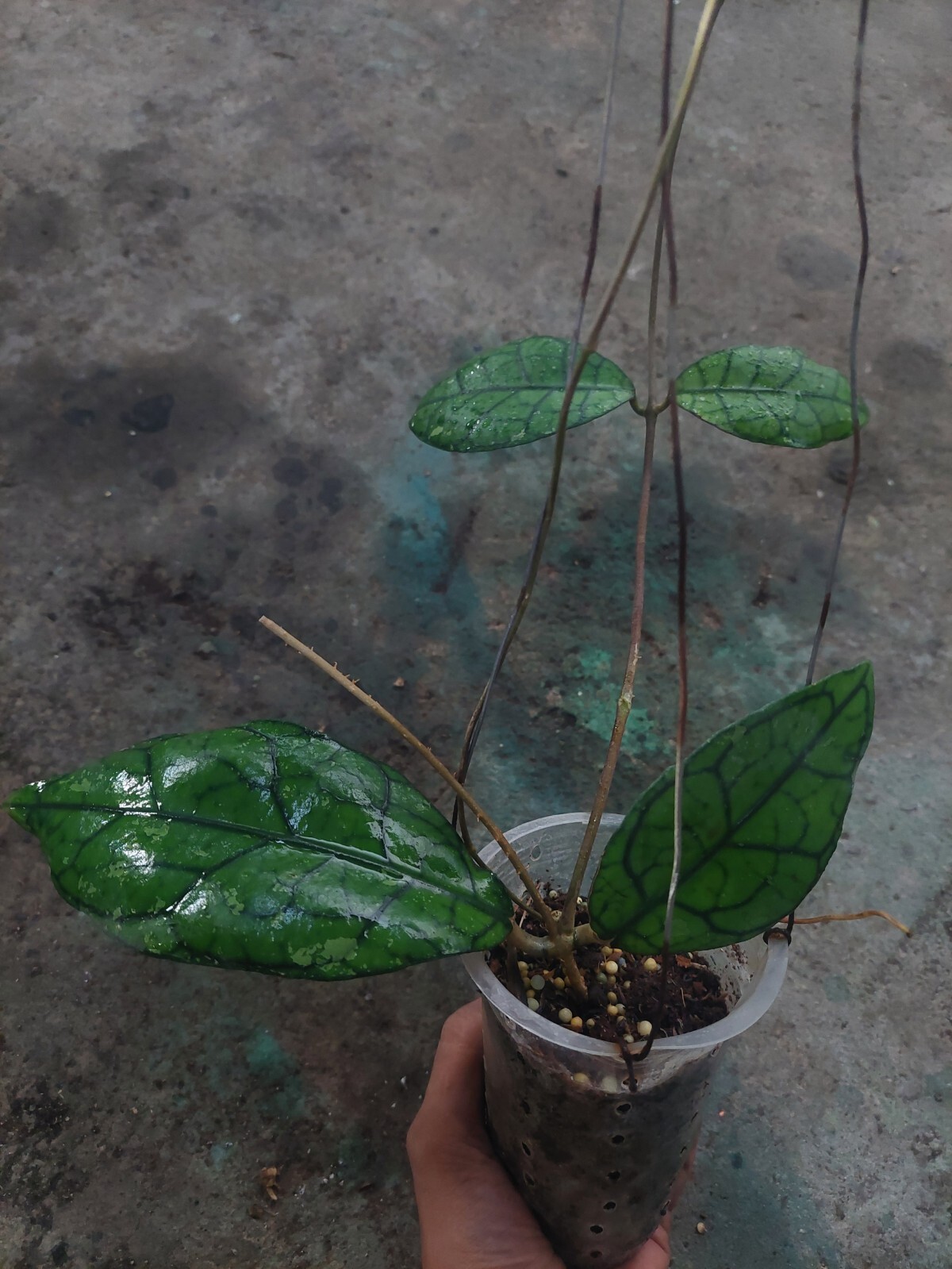 Hoya Aff Clemensiorum Sp Borneo Phytosanitariy Certificate Ship By DHL Express
