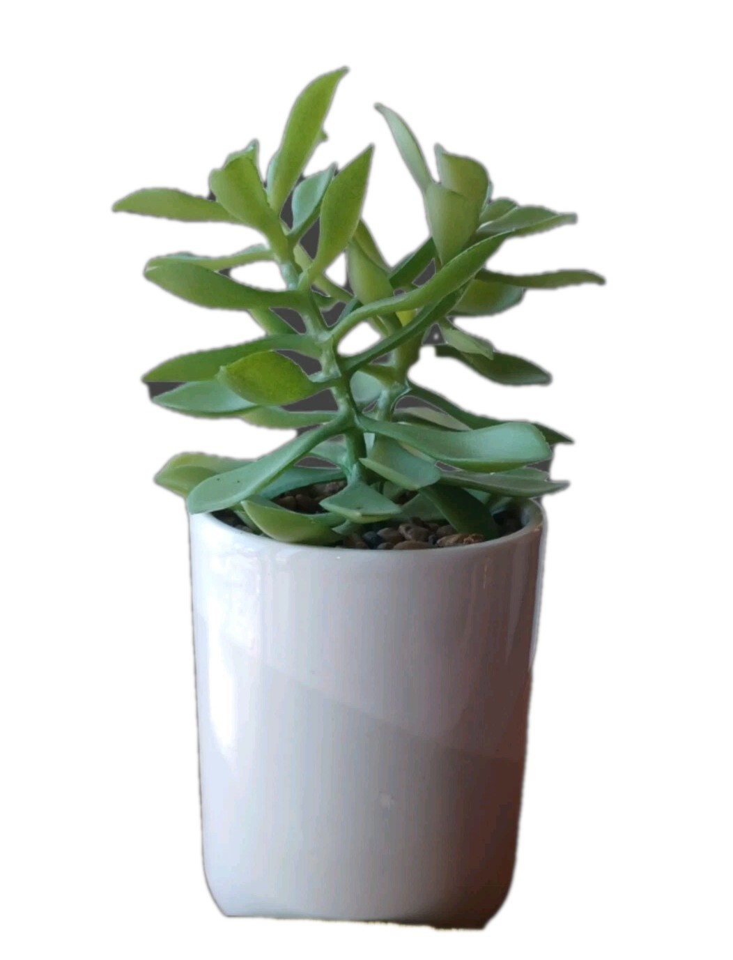 Faux Jade Plant White And Light Gray Pot 8 inches