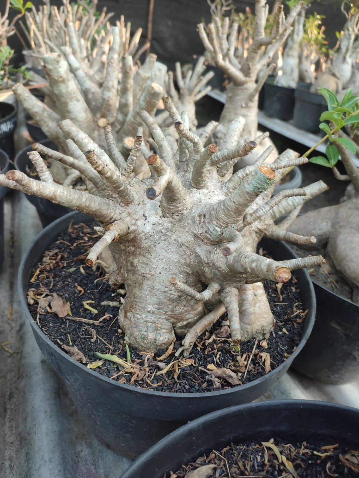 Adenium bonsai Arabicum godji desert rose