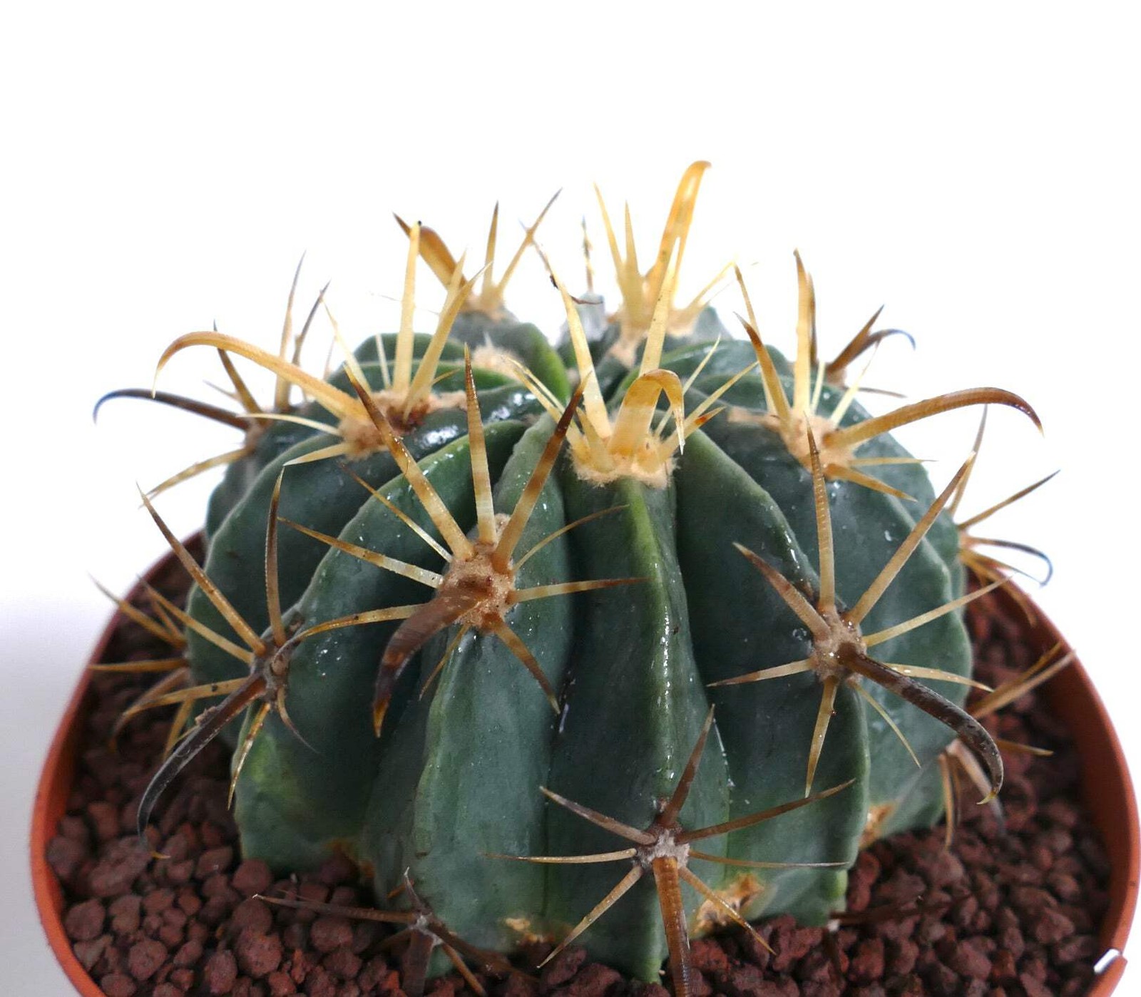 Ferocactus latispinus var. flavispinus STRONG SPINES – Devil’s tongue cactus | F