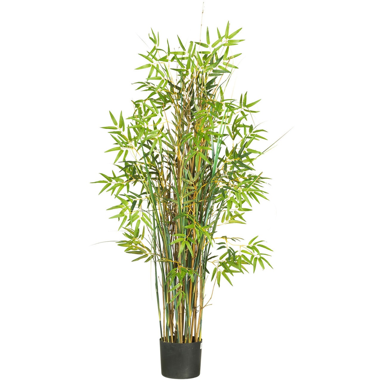 5′ Bamboo Grass Silk Plant
