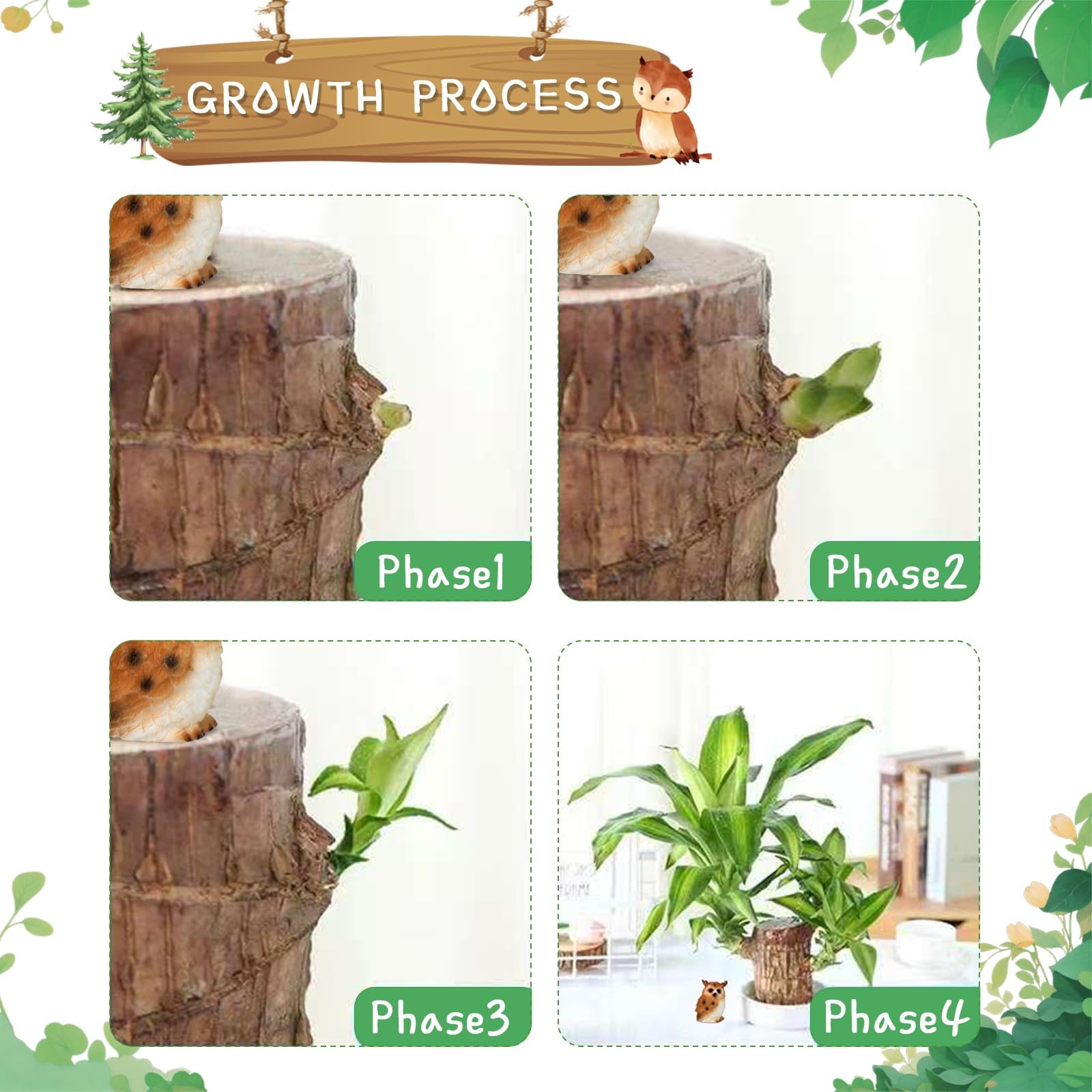 Brazilian Lucky Wood Plant,Fortune Brazil Wood Potted Plant with Owl Figurine…