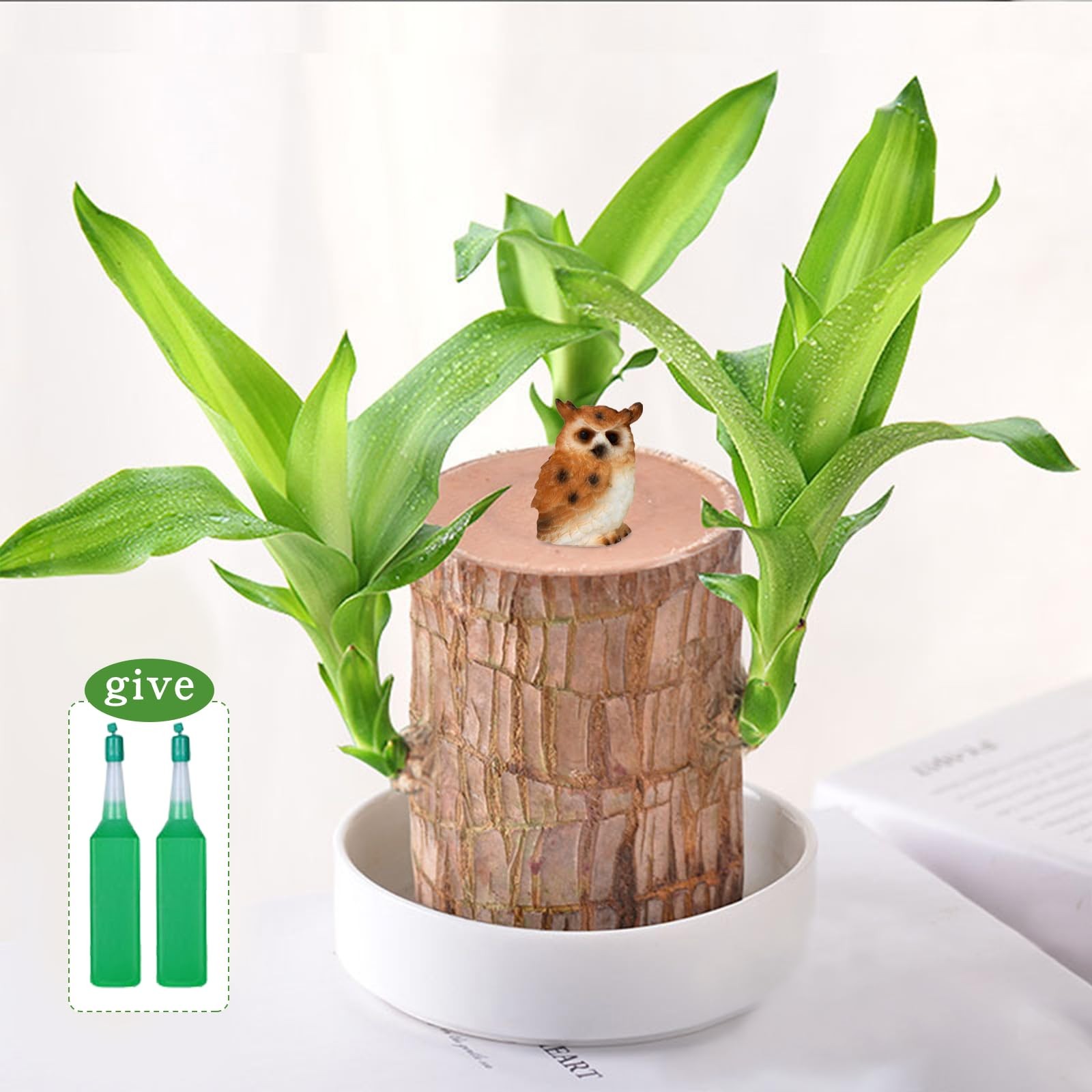 Brazilian Lucky Wood Plant,Fortune Brazil Wood Potted Plant with Owl Figurine…