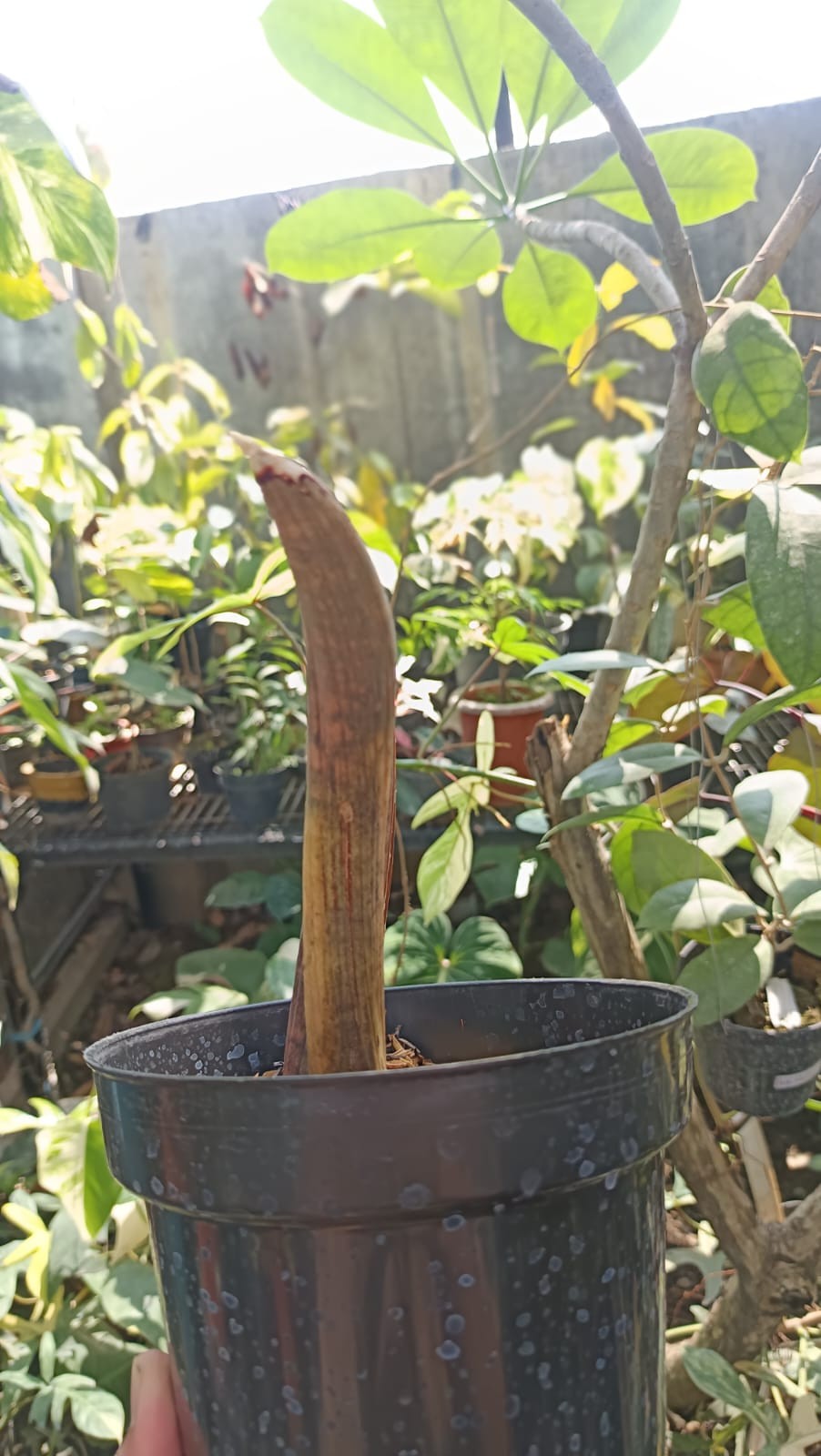 Real Picture Sansevieria Hallii Mocha Bat 2 Leaves Rare Snake Plant
