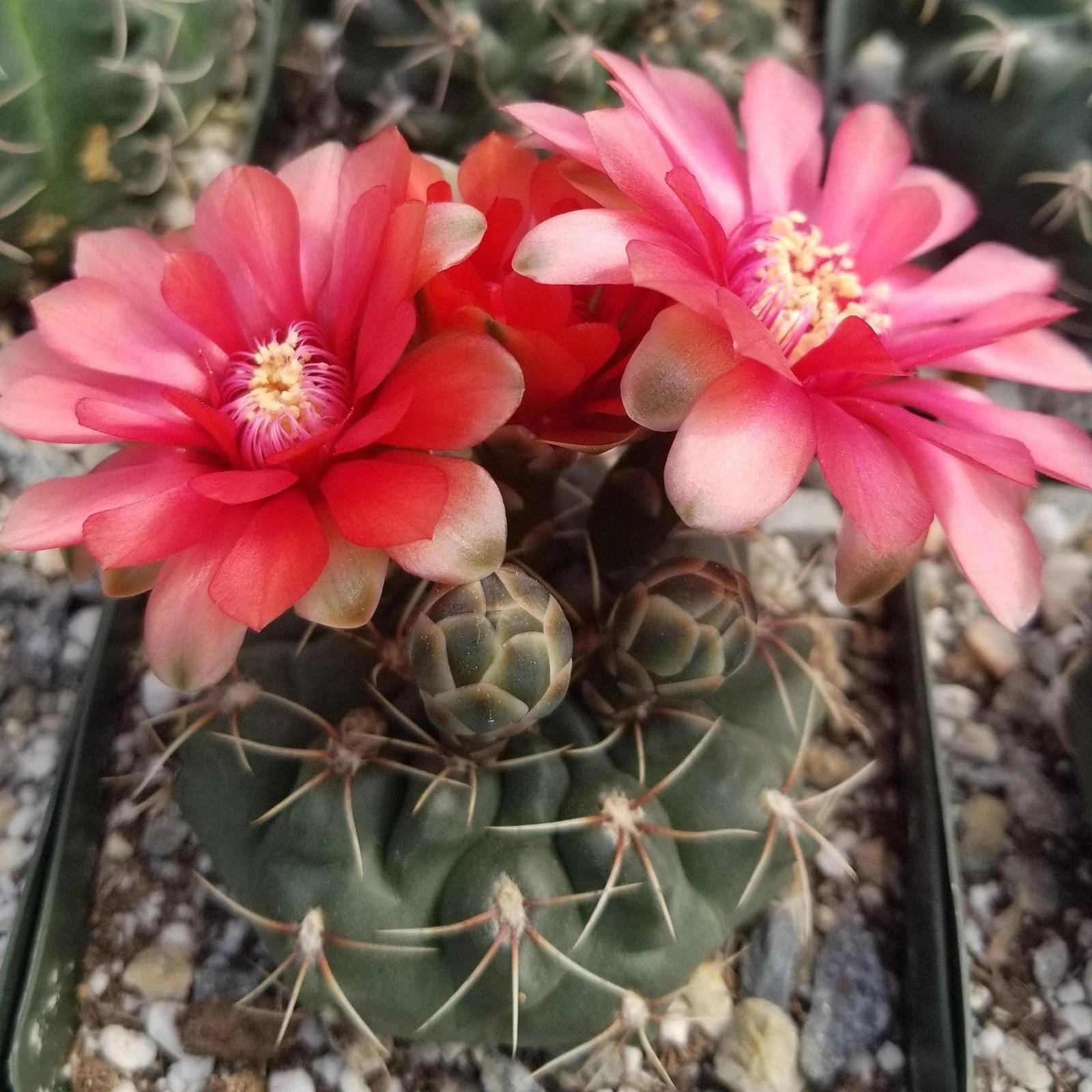 Gymnocalycium baldianum Chin Cactus Cactus Cacti Succulent Real Live Plant