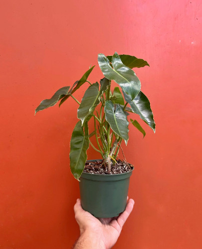 Burle Marx Philodendron Rooted with 6 inch Pots | Indoor & Outdoor Live Tropical