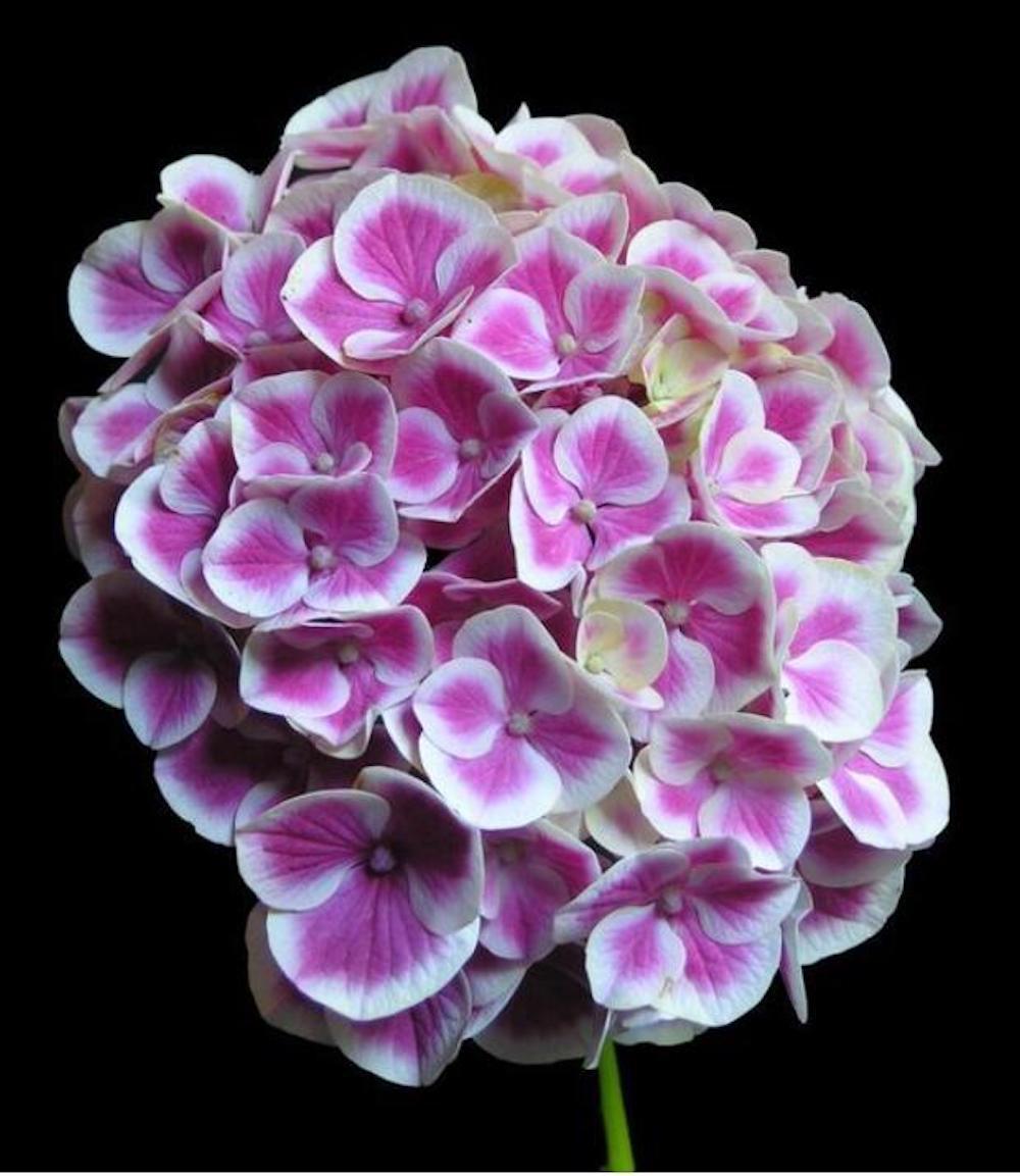 (10) HYDRANGEA SEEDS rare exotic flower bloom garden plant USA SELLER W/TRACK