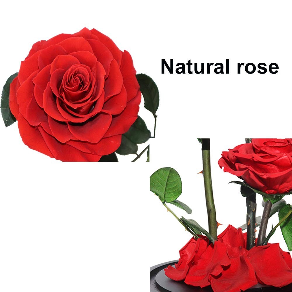 Perfectione Roses Handmade Preserved Rose in Glass Dome – Red Birthday Gift for