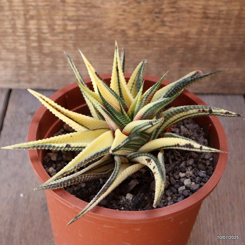 D5207 HAWORTHIA LIMIFOLIA VARIEGATED pot13-H8-W14 cm MaMa Cactus