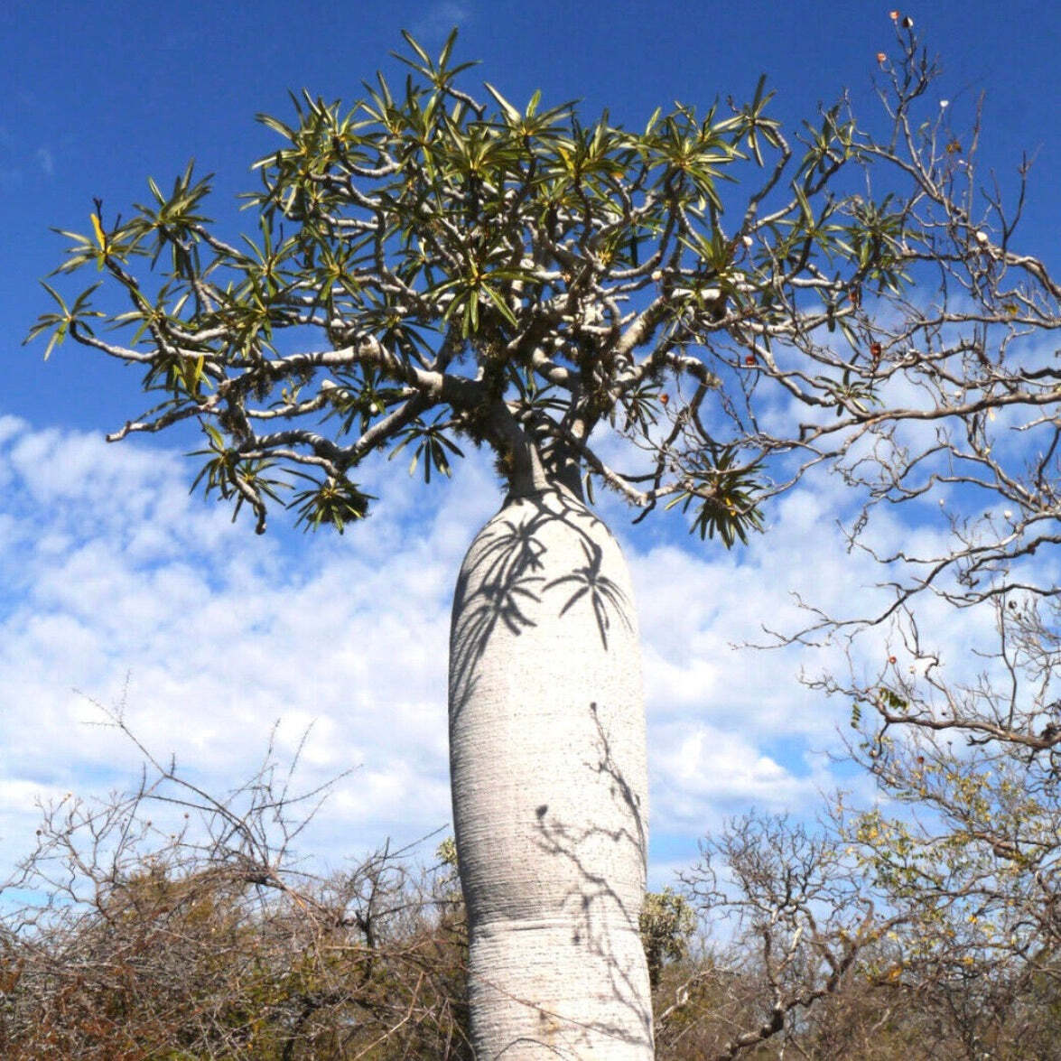 Pachypodium geayi (Mont Eliva, Madagascar) BAOBAB 6cm – Madagascar Baobab