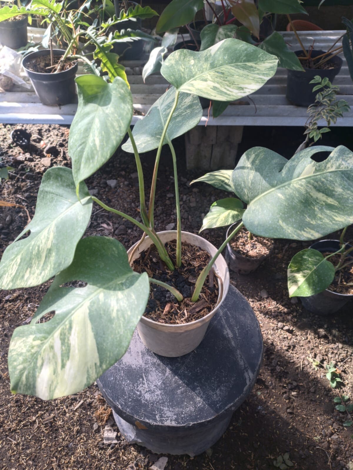 Real Pick Monstera Marmorata Variegated Lush leaves