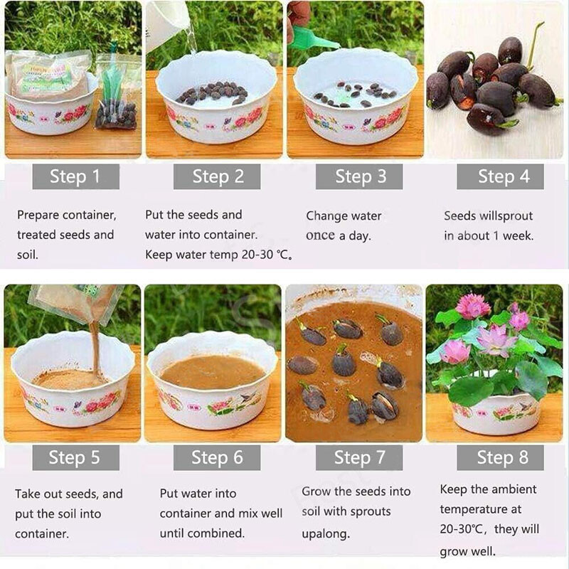 30 Mix Lotus Seeds Mix Color Lotus flower Seeds Sacred Indian Lotus
