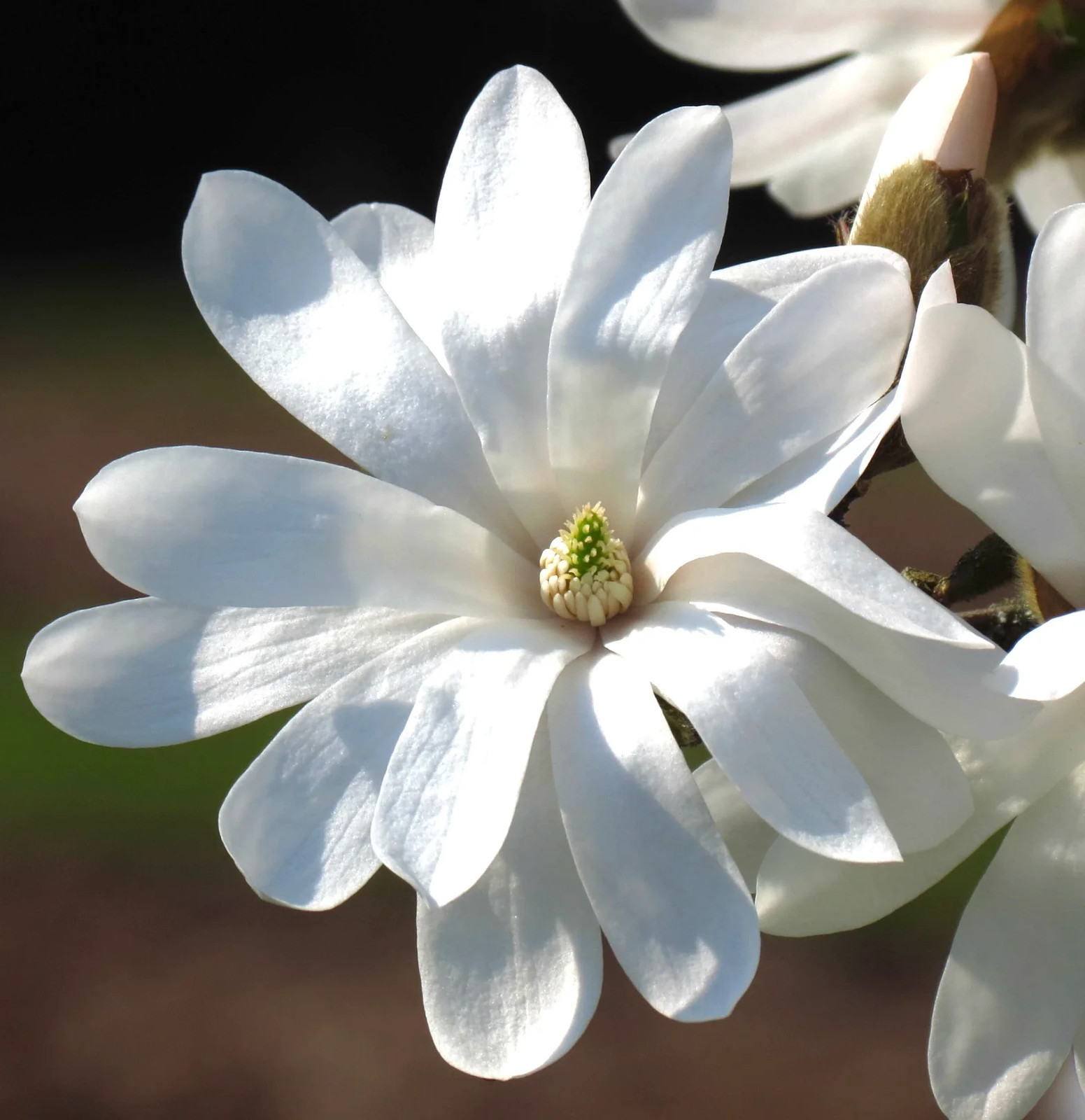 Magnolia stellata 50-70cm –