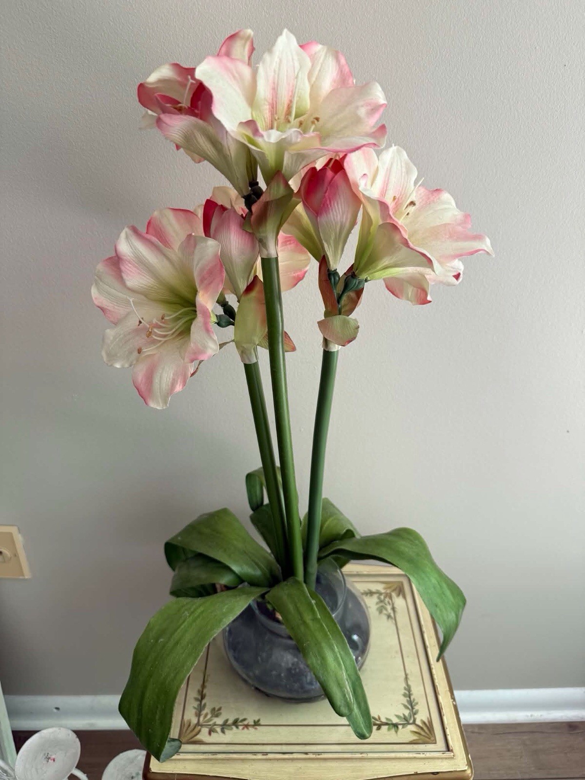 Amaryllis Verigated Pink /white ‘ – Soft Pink Indoor Flower With Vase