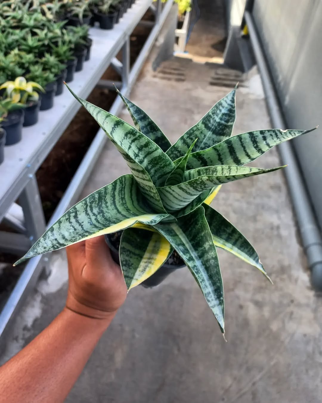 Sansevieria Hybrid Spider Variegated – Rare Rosette Snake Plant