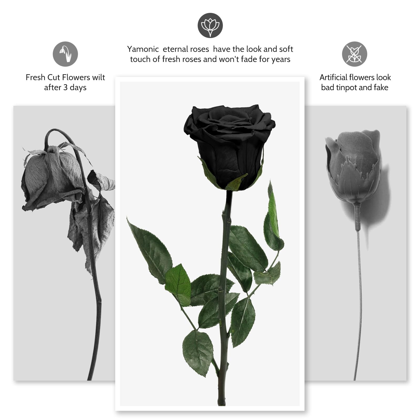 Preserved Black Rose Gift for Women, Mom, Forever Real Flower for Anniversary