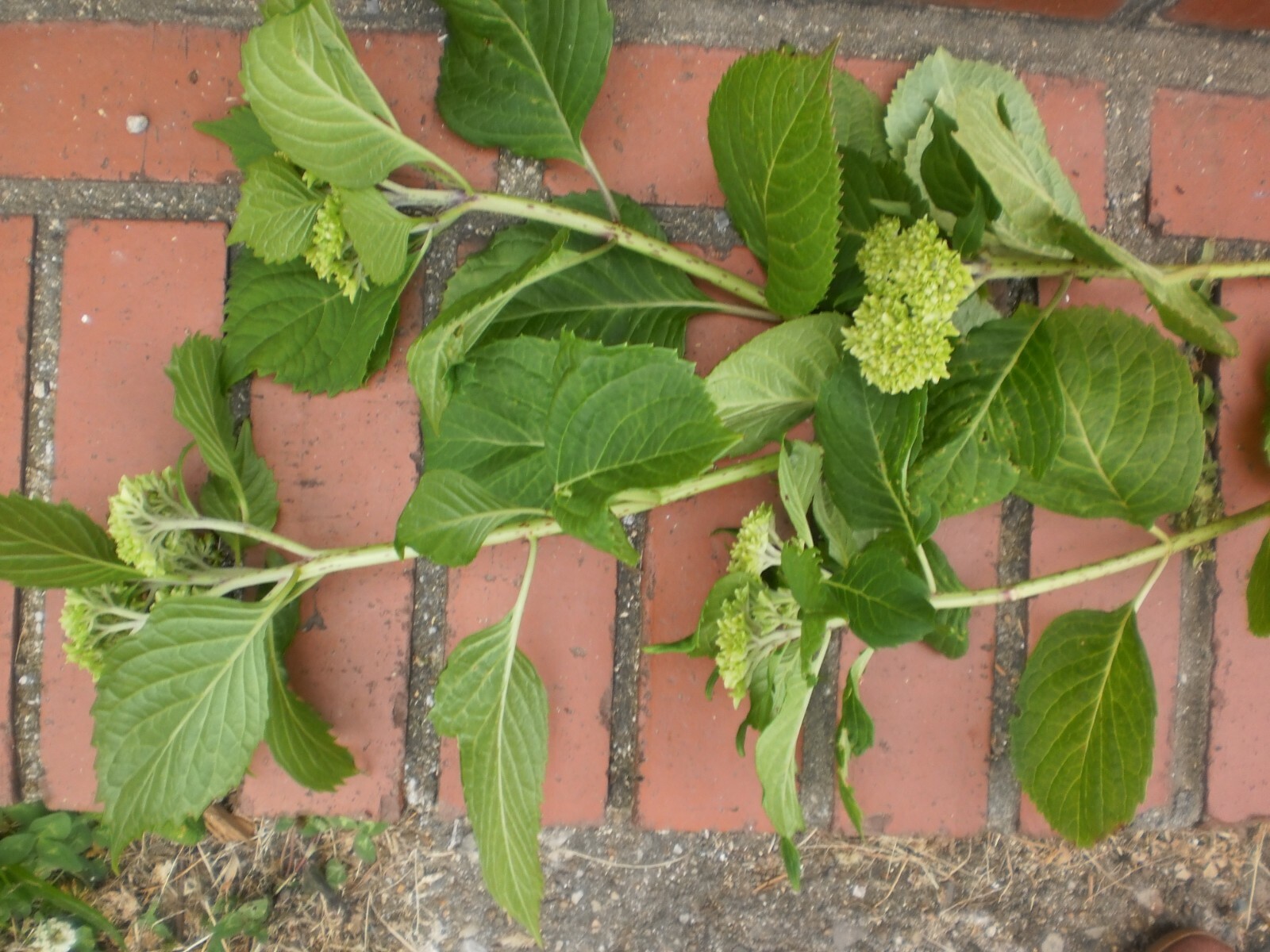 Hydrangeas cuttings, may have green buds (Buy 6 get 6 free) TOTAL 12 CUTTINGS