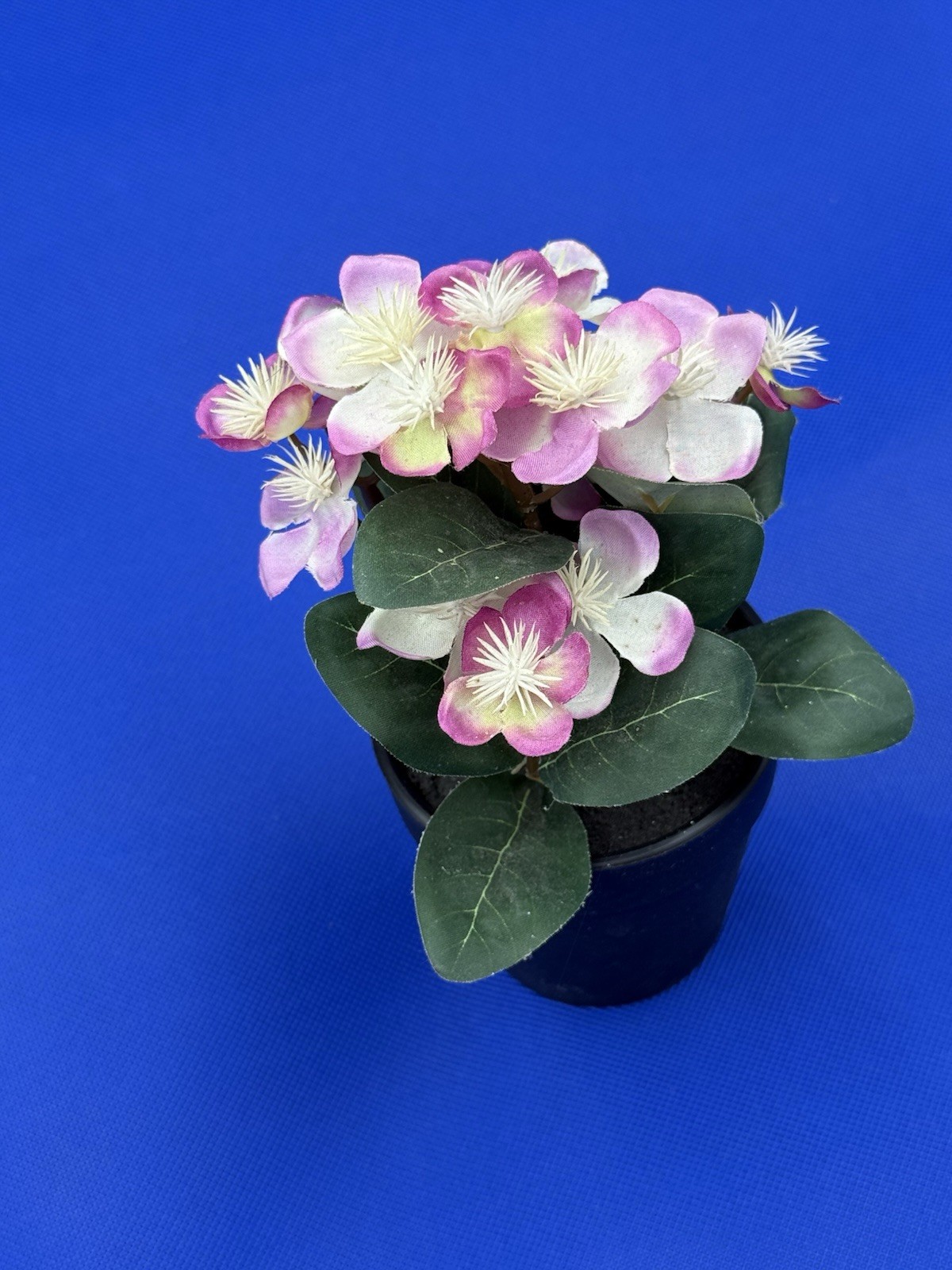 Potted Flower Lavendar preowned nice looking window table or bed flower.