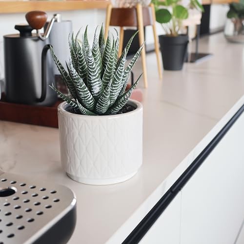 Artificial Succulent in Ceramic Natural Green Succulent in White Ceramic Pot