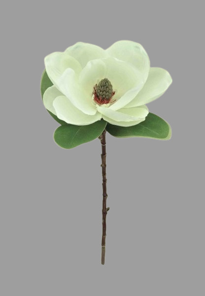 Magnolia stem CREAM