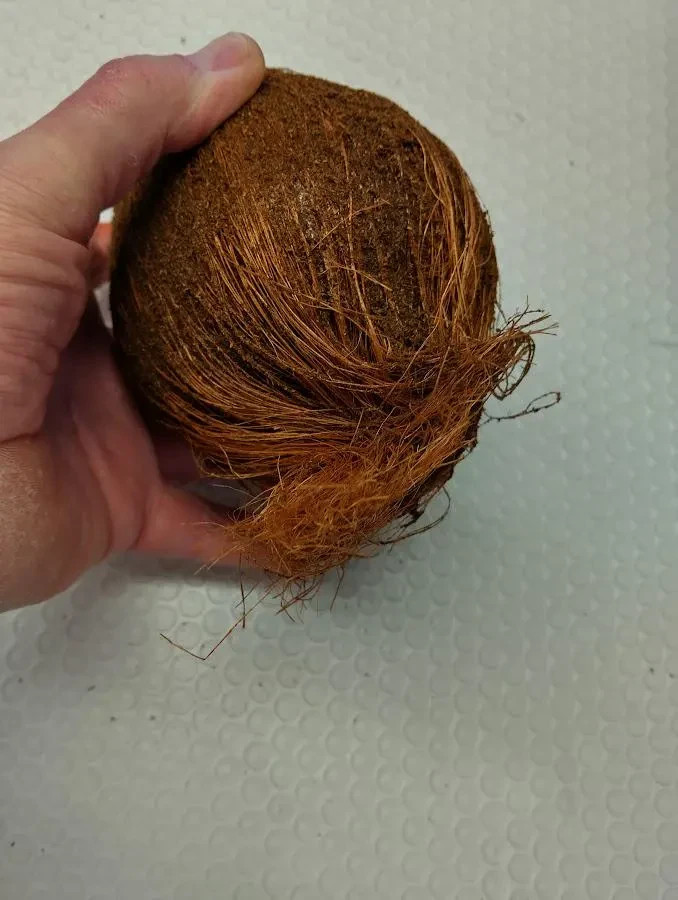 7″ weighted artificial coconut