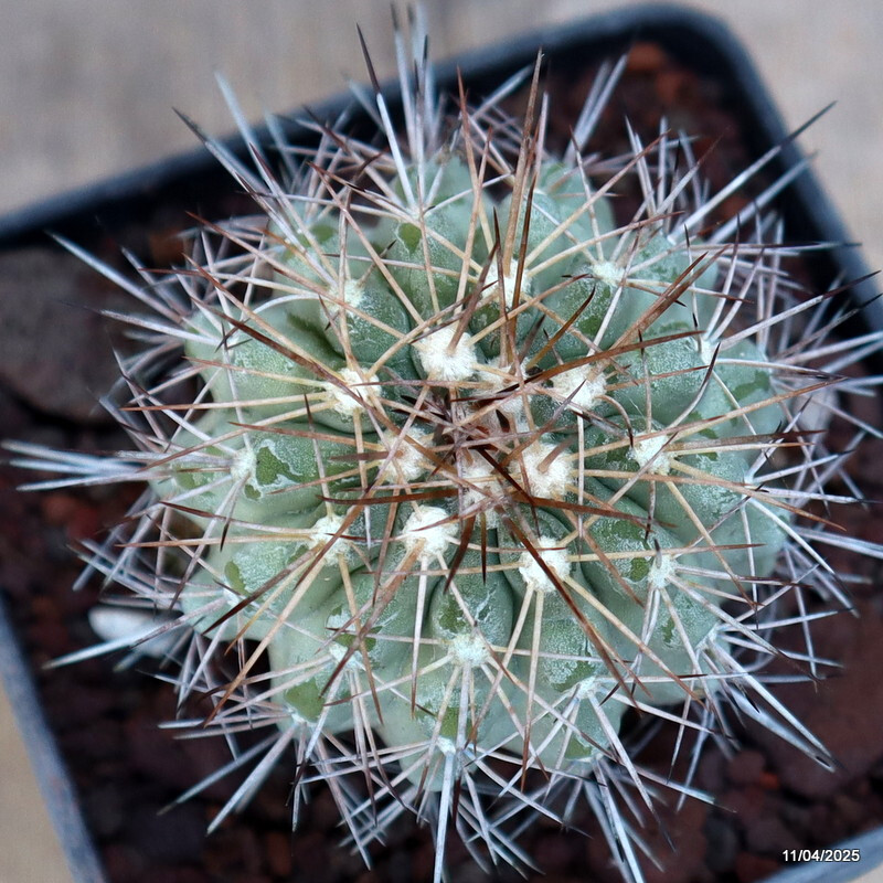 D2946 COPIAPOA GRANDIFLORA KK1067 pot13-H7-W6 cm MaMa Cactus