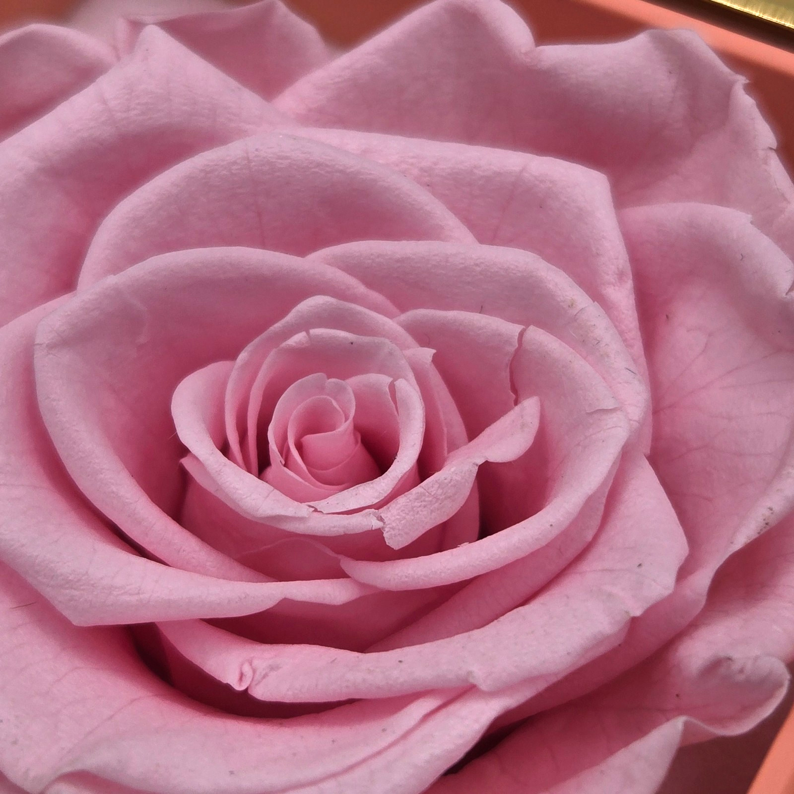 Preserved Eternal Pink Rose Flower Gift Box With Jewelry Box