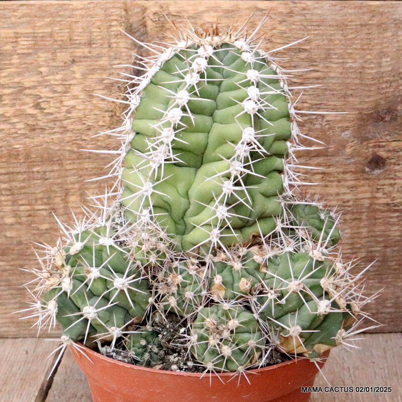 M87 GYMNOCALYCIUM PAEDIOPHILUM VERY OLD pot14-H13-W16 cm MaMa Cactus
