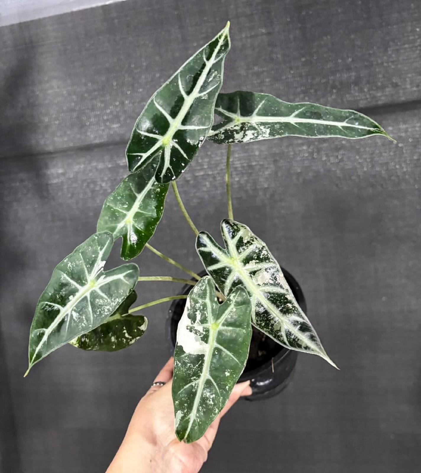 Rare Alocasia Bambino Variegated Real Plant Exotic Tropical Aroid Home Decor