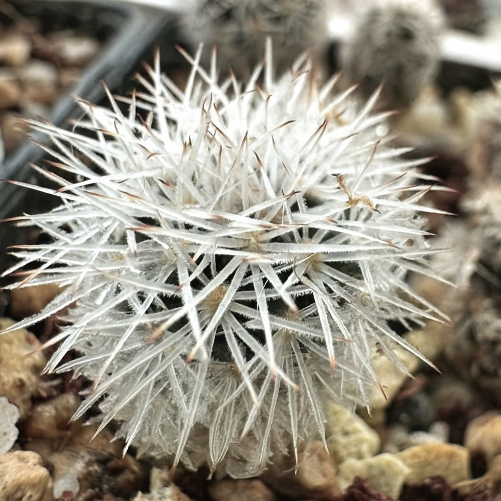Gymnocactus beguinii var. senilis SEEDS – Rare Cactus SEEDS