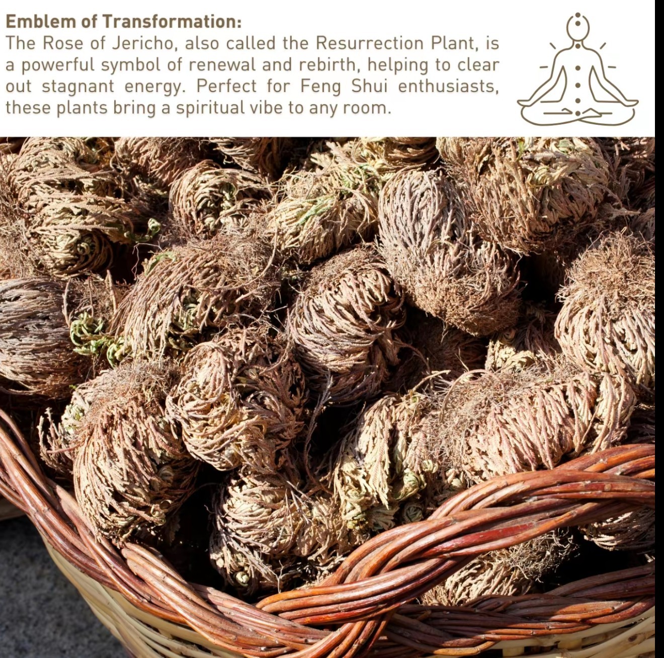 Rose of Jericho Dried Plants – Rosa de Jerico Original, Dried Fern Like Scale Le