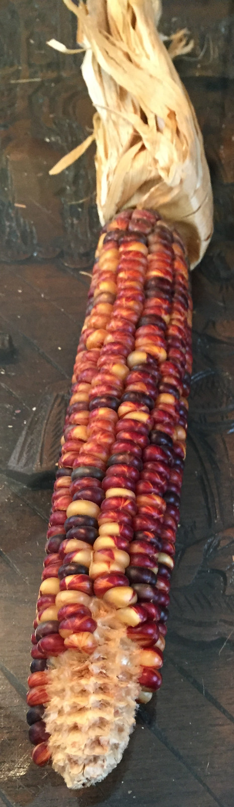 native american Indian Corn various lengths Thanksgiving Fall Decor