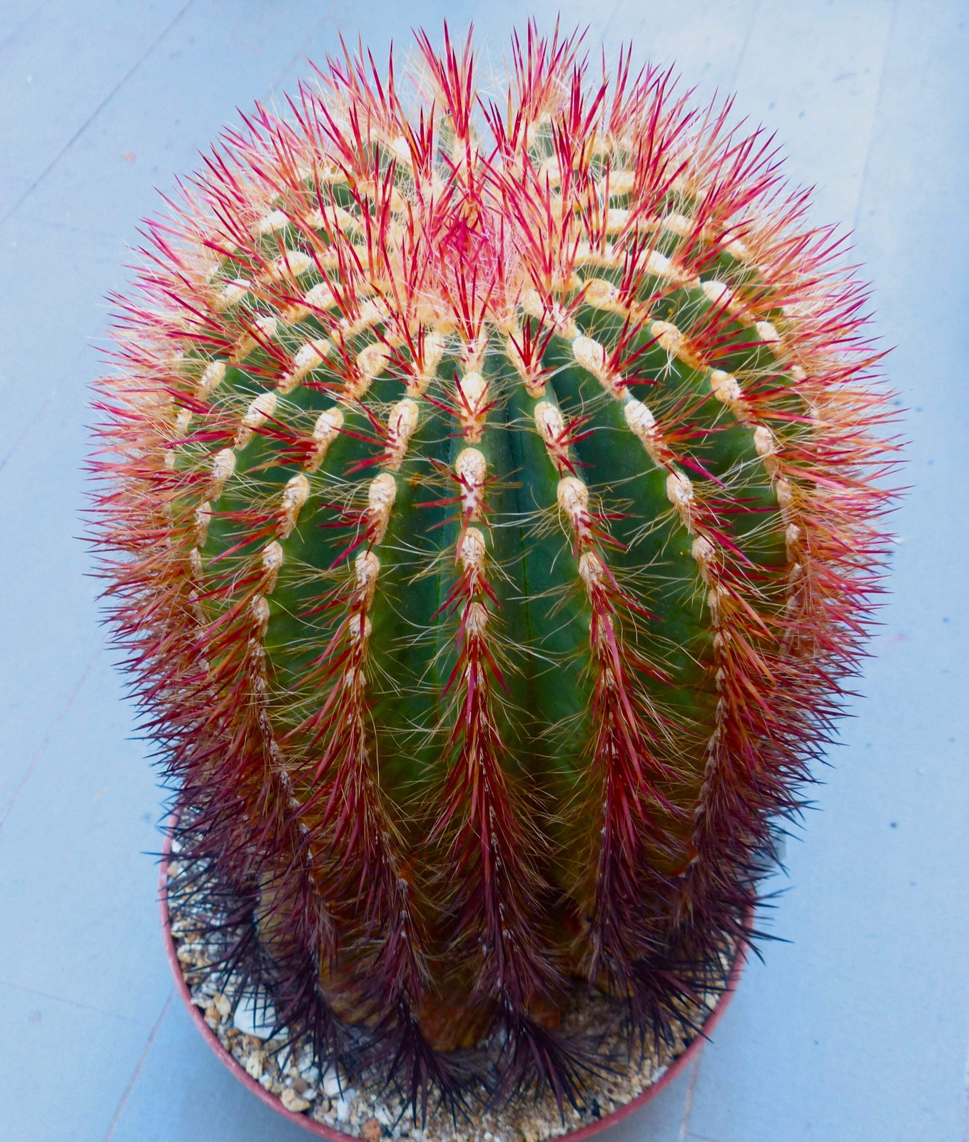 Ferocactus stainesii var. pilosus – Barrel Cactus
