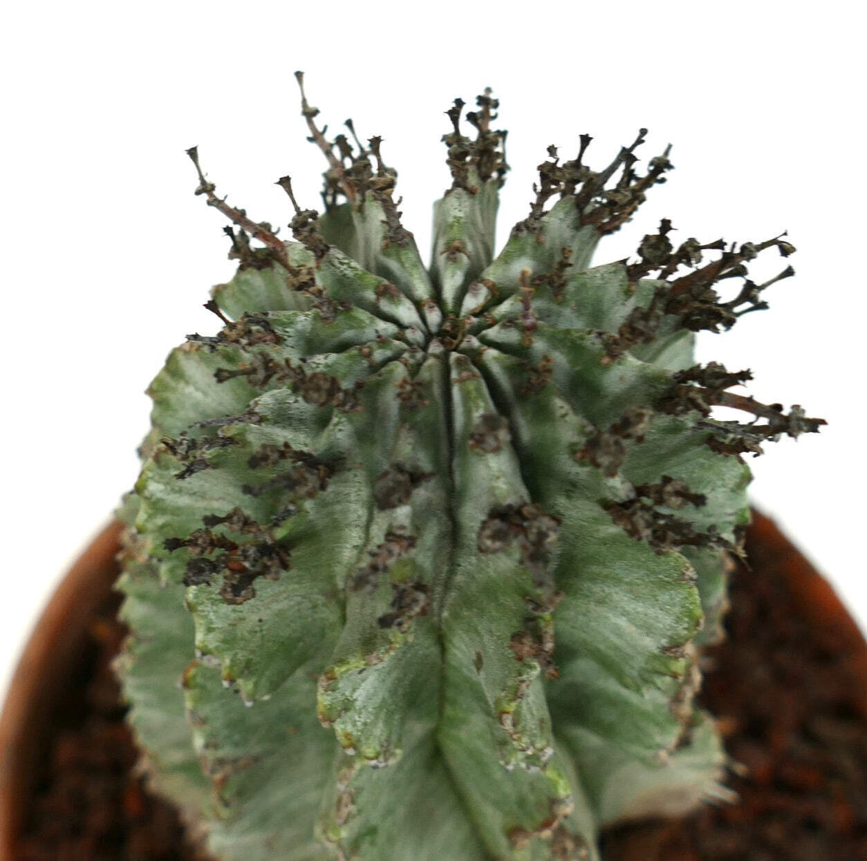 Euphorbia horrida BLACK SPINES – African Milk Barrel | Milk Barrel Cactus
