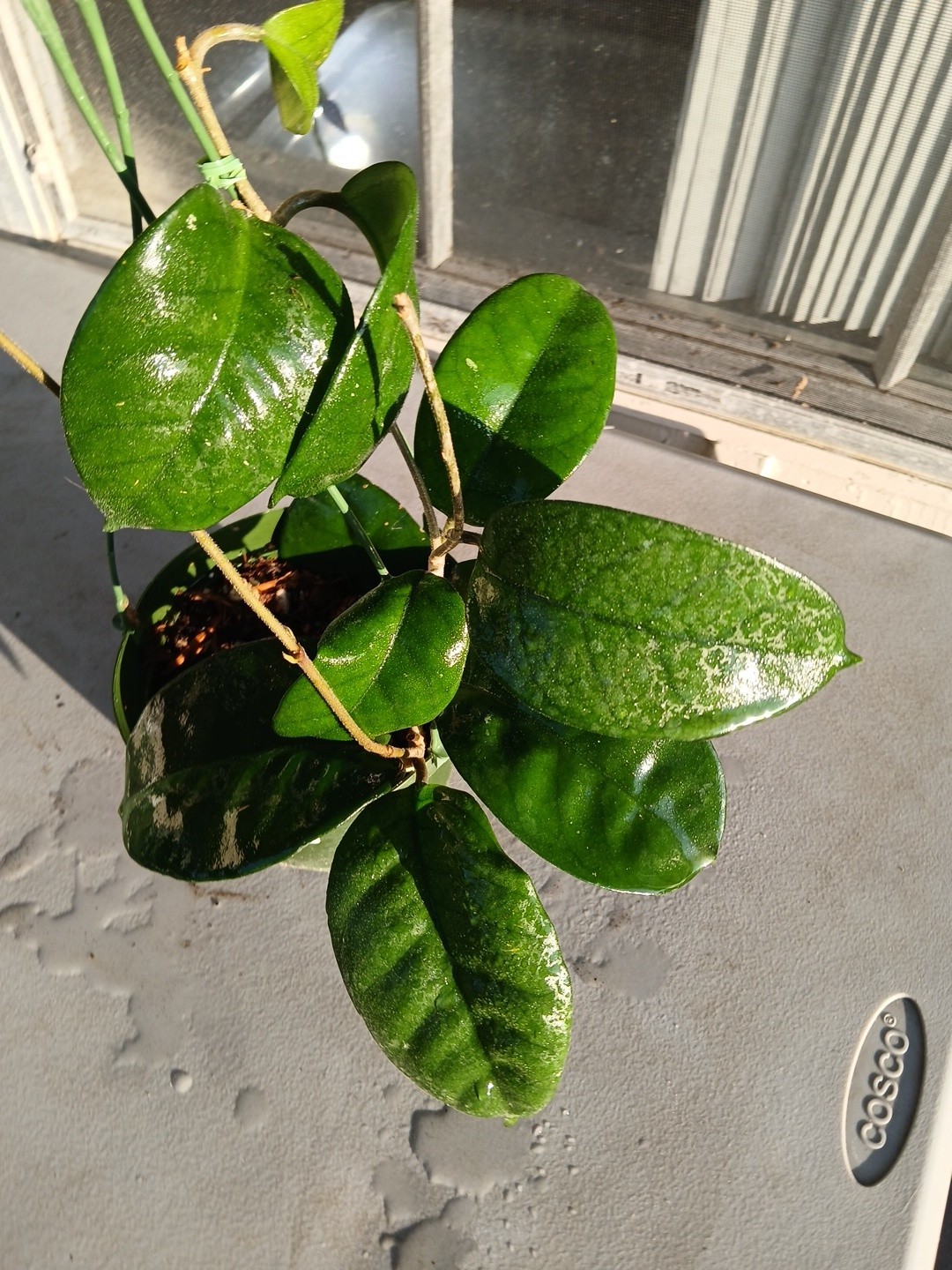 #865- HOYA FUNGI LIVE PLANT, LARGE LEAVES, LARGE PLANT,5″INCHES HANGER POT,