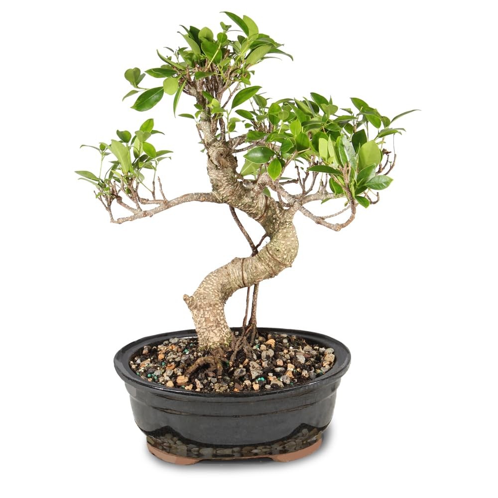 Brussel’s Bonsai – Live Golden Gate Ficus Tree in Ceramic 7in, Green