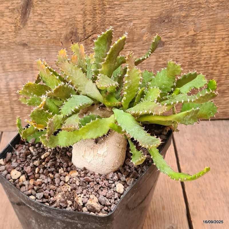D6477 EUPHORBIA STELLATA BIG CAUDEX pot12-H14-W18 cm MaMa Cactus
