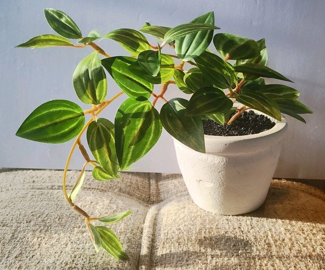 Lot of 2 Faux Potted Peperomia Plant – 10″W x 7″H x 4″D Each
