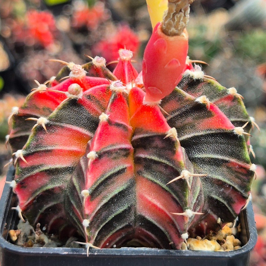 Gymnocalycium friedrichii LB f.variegata mix 20seeds harvest 2025