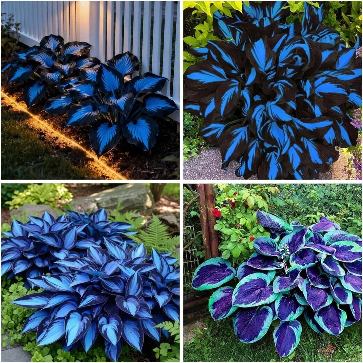 220+ Hosta Seeds Blue Perennial for Planting,Hosta Seeds Blue and Black,Rare Hos