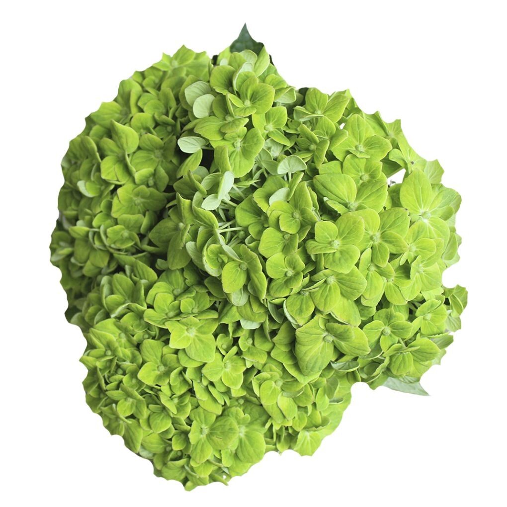 Box of 10 Emerald Green Hydrangea Stems bloom with a head 3.9-4.7 In