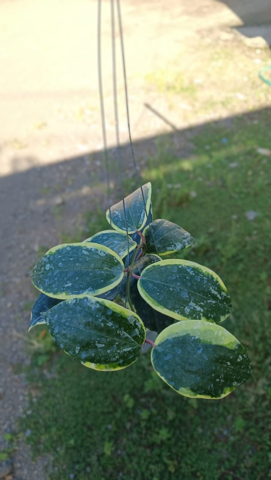 Real Picture Hoya Latifolia ‘Watermelon’ Albomarginata Big Size