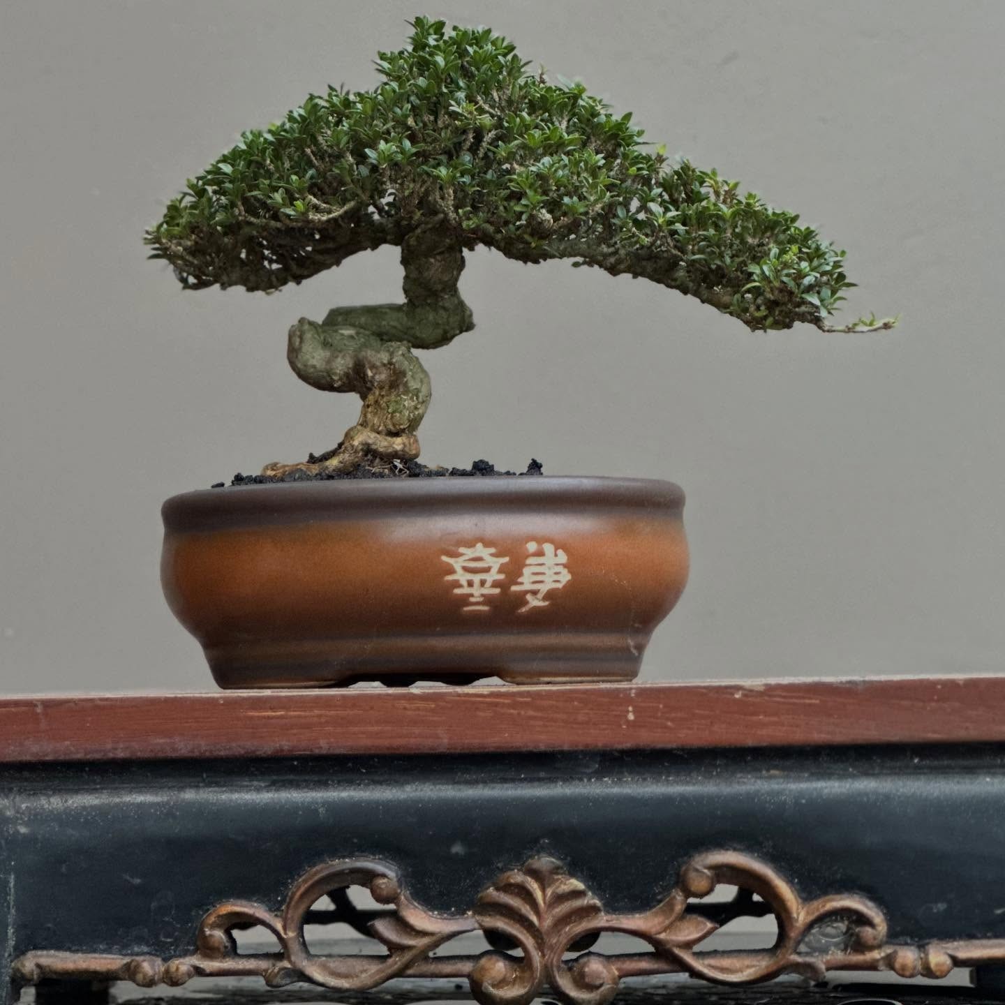 Serissa foerida / Japonica micro, Bonsai tree, Realpicture