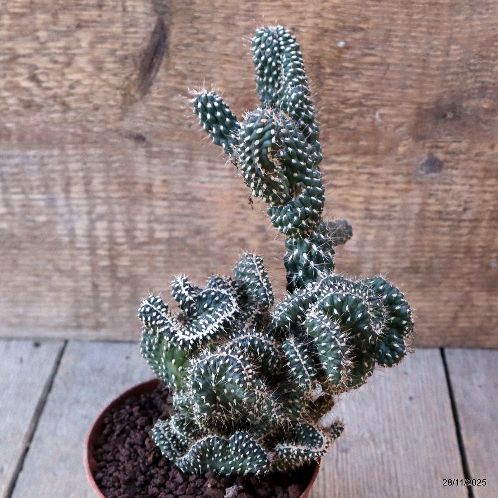 D7583 OPUNTIA FULGIDA CRESTED pot10-H20-W14 cm MaMa Cactus